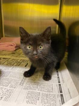 Street Fighter -  Domestic Short Hair Cat for Adoption in Jackson, Tennessee - Street Fighter | PetCurious