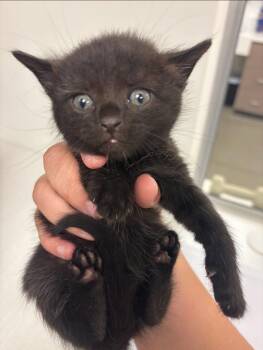 Rescue Domestic Short Hair Cats for Adoption in Greenfield, Indiana - Happy | PetCurious