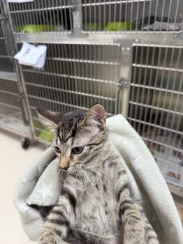 Rescue Domestic Medium Hair Cats for Adoption in Belton, Texas - Ham | PetCurious