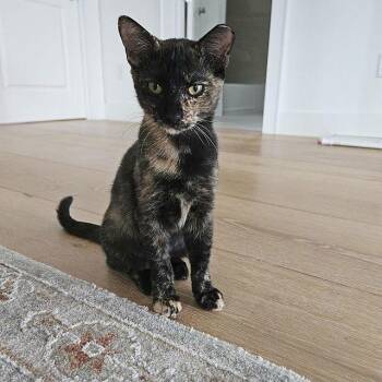 Domestic Short Hair Cats Available for Adoption - Noe | PetCurious