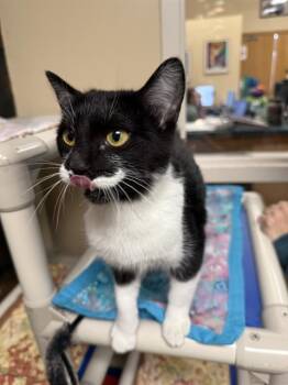 Domestic Short Hair Cats Available for Adoption - BOB | PetCurious