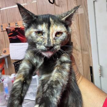 Tally -  Domestic Short Hair Cat for Adoption in Leander, Texas - Tally | PetCurious