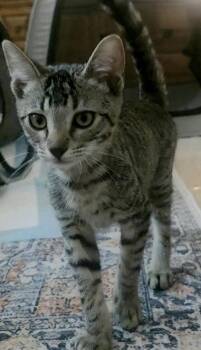 Cheeto -  Tabby and Domestic Short Hair Cat for Adoption in Walnut Creek, California - Cheeto | PetCurious