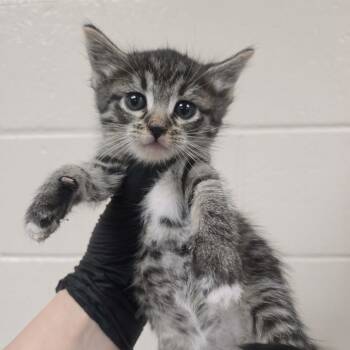 Contadina -  Domestic Short Hair Cat for Adoption in Reno, Nevada - Contadina | PetCurious