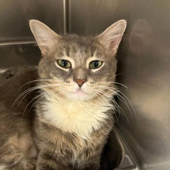 Earl Grey -  Domestic Long Hair Cat for Adoption in Brockton, Massachusetts - Earl Grey | PetCurious
