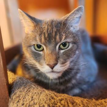 Rescue Tabby Cats for Adoption in New York, New York - Carlton | PetCurious