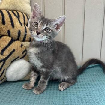 Iguazu -  Domestic Short Hair Cat for Adoption in Hawthorne, California - Iguazu | PetCurious
