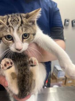 Scout -  Domestic Short Hair Cat for Adoption in New Cumberland, West Virginia - Scout | PetCurious