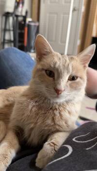 Domestic Short Hair Cats Available for Adoption - Nacho | PetCurious