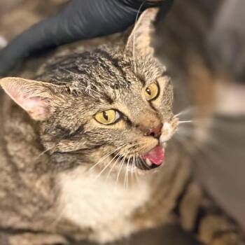 Crunch Wrap Supreme -  Domestic Short Hair Cat for Adoption in Pauls Valley, Oklahoma - Crunch Wrap Supreme | PetCurious