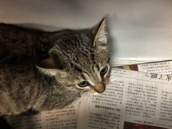 Rescue Domestic Short Hair Cats for Adoption in Pasadena, California - A525172 | PetCurious