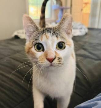 Domestic Short Hair Cats Available for Adoption in Gastonia, North Carolina - Gigi | PetCurious