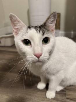 Zazie -  Domestic Short Hair Cat for Adoption in Herndon, Virginia - Zazie | PetCurious
