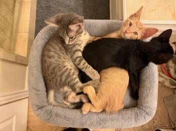 Domestic Short Hair Cats Available for Adoption in Dallas, Texas - Saint | PetCurious