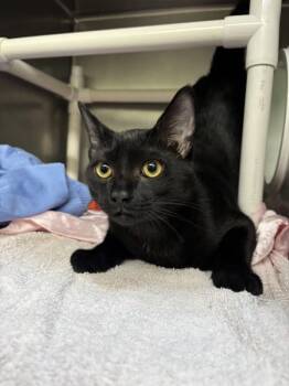 Magic Conch -  Domestic Short Hair Cat for Adoption in Santa Rosa, California - Magic Conch | PetCurious