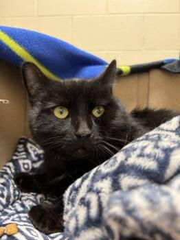 Domestic Short Hair Cats Available for Adoption in Westland, Michigan - Grimble | PetCurious