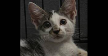 DaVinci -  Domestic Short Hair Cat for Adoption in Naranjito, Naranjito - DaVinci | PetCurious