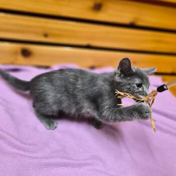 Melody -  Domestic Short Hair and Mixed Breed Cat for Adoption in Woodstock, Illinois - Melody | PetCurious