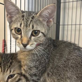 Waimarie -  Domestic Short Hair Cat for Adoption in Lakeland, Florida - Waimarie | PetCurious