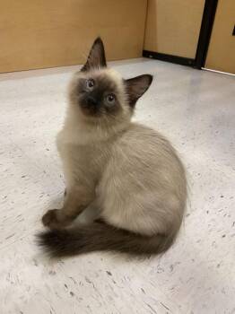 Skippy Jones (best friend of Captain Jack) -  Siamese Cat for Adoption in Austin, Texas - Skippy Jones (best Friend Of Captain Jack) | PetCurious
