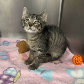 Rescue Domestic Short Hair Cats for Adoption in Beaumont, Texas - Engine | PetCurious