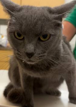 Rescue Domestic Short Hair Cats for Adoption in Elizabethton, Tennessee - BILLIE | PetCurious