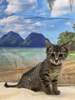 Calliope -  Domestic Short Hair Cat for Adoption in San Antonio, Texas - Calliope | PetCurious