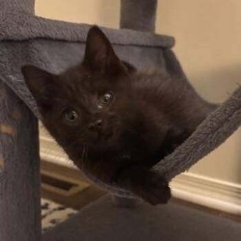 Jim -  Domestic Short Hair Cat for Adoption in Lemoyne, Pennsylvania - Jim | PetCurious