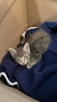 Pirate -  American Shorthair Cat for Adoption in Ladonia, Texas - Pirate | PetCurious