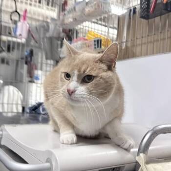 Domestic Short Hair Cats Available for Adoption in New York, New York - Mack | PetCurious