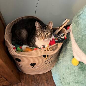 Sandy -  Domestic Short Hair Cat Available for Adoption in Harrisonburg, Virginia - Sandy | PetCurious