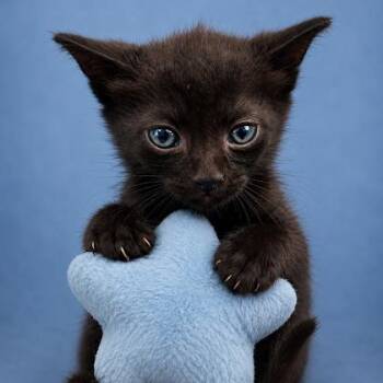 Yang -  Domestic Medium Hair and Domestic Short Hair Cat for Adoption in Marshall, Texas - Yang | PetCurious