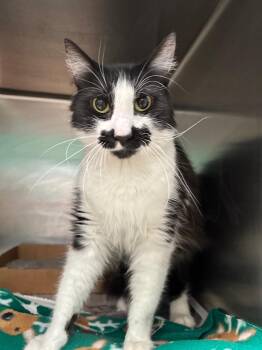Orion -  Domestic Short Hair Cat for Adoption in Belton, Texas - Orion | PetCurious