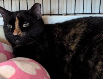 Tortoiseshell Cats Available for Adoption - Monsta | PetCurious