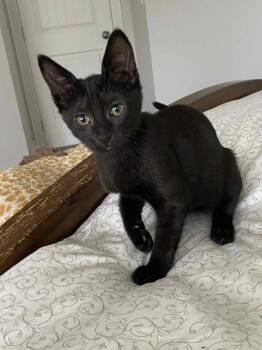 Rescue Domestic Short Hair Cats for Adoption in Abbotsford, British Columbia - Elaine | PetCurious