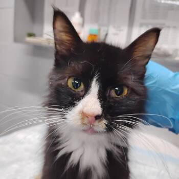 Domestic Long Hair Cats Available for Adoption in Summerville, South Carolina - Crunchwrap Supreme | PetCurious