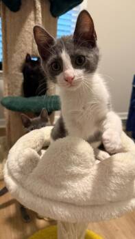 Boy George -  Domestic Short Hair Cat Available for Adoption in Cumming, Georgia - Boy George | PetCurious