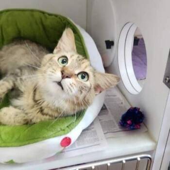 Domestic Medium Hair Cats Available for Adoption in Phoenixville, Pennsylvania - Elsa | PetCurious
