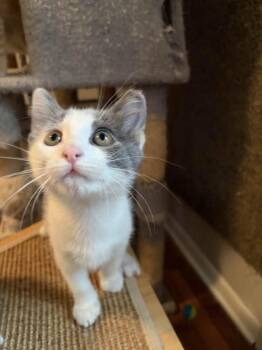 Ever -  Domestic Short Hair Cat for Adoption in Cleveland, Ohio - Ever | PetCurious