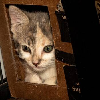 Domestic Short Hair Cats Available for Adoption in San Tan Valley, Arizona - Pearl | PetCurious