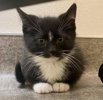 Tux -  Domestic Short Hair Cat for Adoption in Pocatello, Idaho - Tux | PetCurious