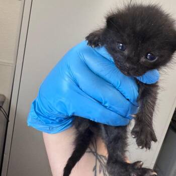 Domestic Medium Hair Cats Available for Adoption in Columbiana, Alabama - Little Caesar ( NOT AVAILABLE- IN FOSTER CARE) | PetCurious