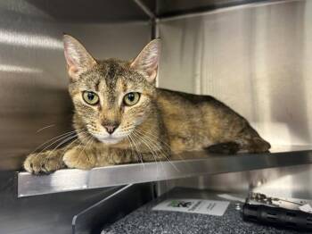 A383034 -  Domestic Short Hair Cat Available for Adoption in Ocala, Florida - A383034 | PetCurious
