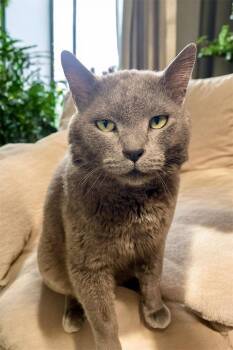 Domestic Short Hair Cats Available for Adoption in Champaign, Illinois - Max | PetCurious