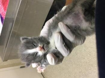 PEANUTTLE -  Domestic Short Hair Cat for Adoption in Riverside, California - PEANUTTLE | PetCurious
