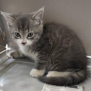 71274 -  Domestic Short Hair Cat for Adoption in Harrisonburg, Virginia - 71274 | PetCurious