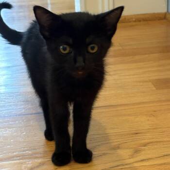 Mary -  Domestic Short Hair Cat for Adoption in Durham, North Carolina - Mary | PetCurious