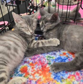 Trixie -  Domestic Short Hair Cat for Adoption in Antioch, California - Trixie | PetCurious