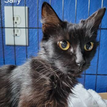 Sally -  Domestic Long Hair Cat for Adoption in Fort Worth, Texas - Sally | PetCurious