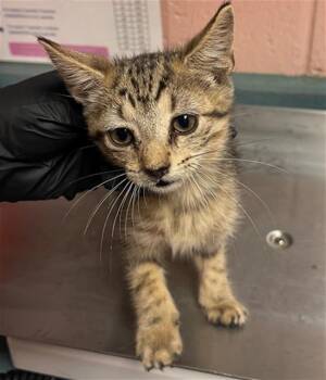 MUFASA -  Domestic Short Hair Cat for Adoption in Columbia, South Carolina - MUFASA | PetCurious